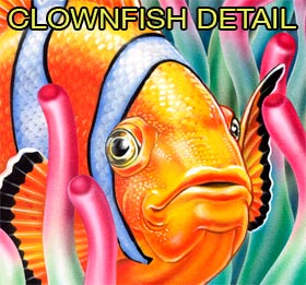 clownfish-detail