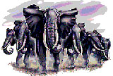 elephant stampede