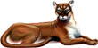 Florida_Panther